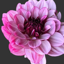 Load image into Gallery viewer, Creme de Cassis Dahlia Tuber - CDC