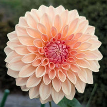 Load image into Gallery viewer, Bloomquist Alan Dahlia Tuber - BQAL