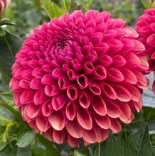 Load image into Gallery viewer, Copper Boy Dahlia Tuber - CPBY