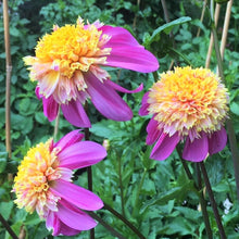 Load image into Gallery viewer, Van Isle Rosy Maple Dahlia Tuber - VIRMP