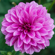 Load image into Gallery viewer, Bluebell Dahlia Tuber - BLBL