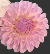 Load image into Gallery viewer, Tahoma Stellar Fellar Dahlia Tuber - THSTFL