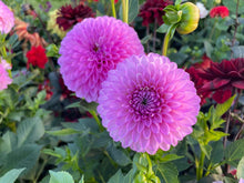 Load image into Gallery viewer, Ferncliff Doris Dahlia Tuber