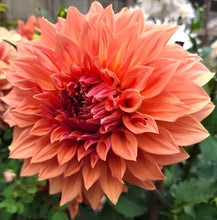 Load image into Gallery viewer, Clyde's Choice Dahlia Tuber - CLD