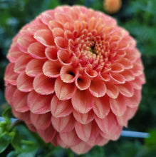 Load image into Gallery viewer, Camano Buz Dahlia Tuber - CMBZ