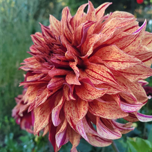 Load image into Gallery viewer, Harvey Koop Dahlia Tuber - HVK