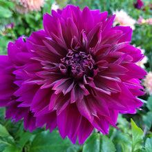 Load image into Gallery viewer, Thomas Edison Dahlia Tuber - TED