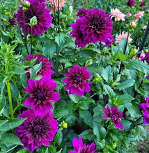 Load image into Gallery viewer, Thomas Edison Dahlia Tuber - TED