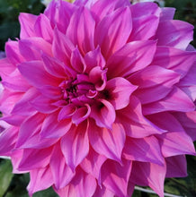 Load image into Gallery viewer, Cafe au Lait Rose Dahlia Tuber - CALR