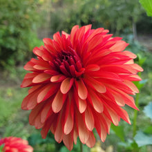 Load image into Gallery viewer, Fidalgo Julie Dahlia Tuber - FDLJ