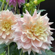 Load image into Gallery viewer, Breakout Dahlia Tuber - BROT