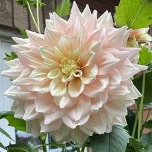 Load image into Gallery viewer, Breakout Dahlia Tuber - BROT