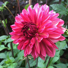 Load image into Gallery viewer, Bacardi Dahlia Tuber - BCD