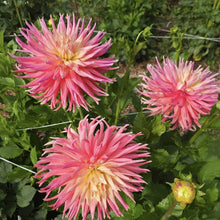 Load image into Gallery viewer, Skipley Grande Dahlia Tuber - SKPG