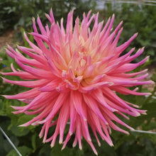 Load image into Gallery viewer, Skipley Grande Dahlia Tuber - SKPG