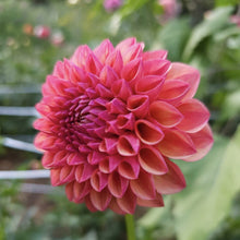 Load image into Gallery viewer, Robin Hood Dahlia Tuber - RBNH