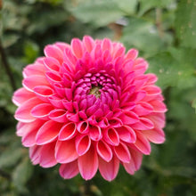 Load image into Gallery viewer, Daisy Duke Dahlia Tuber - DDK
