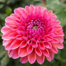 Load image into Gallery viewer, Daisy Duke Dahlia Tuber - DDK