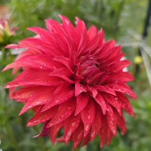 Load image into Gallery viewer, AC Rooster Dahlia Tuber - ACRS