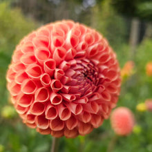 Load image into Gallery viewer, Cornel Bronze Dahlia Tuber - CBZ