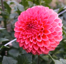 Load image into Gallery viewer, Camano Roo Dahlia Tuber - CMRO