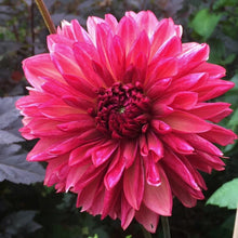 Load image into Gallery viewer, Bacardi Dahlia Tuber - BCD