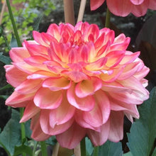 Load image into Gallery viewer, Stanza Dahlia Tuber - STNZ