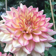Load image into Gallery viewer, Stanza Dahlia Tuber - STNZ