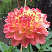 Load image into Gallery viewer, Stanza Dahlia Tuber - STNZ
