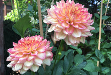 Load image into Gallery viewer, Stanza Dahlia Tuber - STNZ