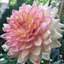 Load image into Gallery viewer, Stanza Dahlia Tuber - STNZ
