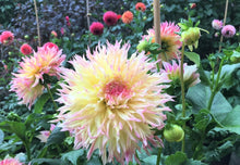 Load image into Gallery viewer, Hapet Perfekt Dahlia Tuber - HPKT