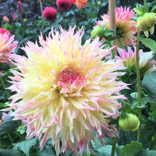 Load image into Gallery viewer, Hapet Perfekt Dahlia Tuber - HPKT