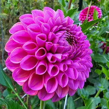 Load image into Gallery viewer, Isabelle Dahlia Tuber - ISBL