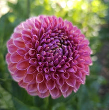 Load image into Gallery viewer, Isabelle Dahlia Tuber - ISBL