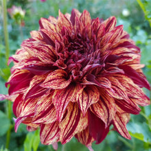 Load image into Gallery viewer, Harvey Koop Dahlia Tuber - HVK