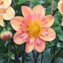 Load image into Gallery viewer, Kelsey Annie Joy Dahlia Tuber - KAJ