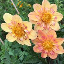 Load image into Gallery viewer, Kelsey Annie Joy Dahlia Tuber - KAJ