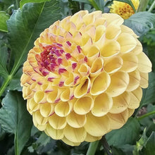 Load image into Gallery viewer, Ferncliff Spice Dahlia Tuber - FSP