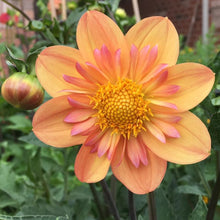 Load image into Gallery viewer, Kelsey Annie Joy Dahlia Tuber - KAJ