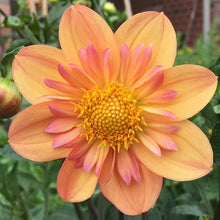 Load image into Gallery viewer, Kelsey Annie Joy Dahlia Tuber - KAJ