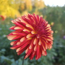 Load image into Gallery viewer, Fidalgo Julie Dahlia Tuber - FDLJ