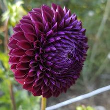 Load image into Gallery viewer, Lyn's Concord Dahlia Tuber - LNCC