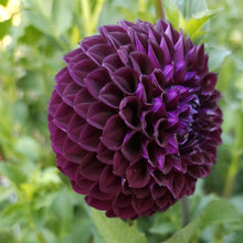 Load image into Gallery viewer, Lyn's Concord Dahlia Tuber - LNCC