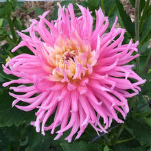Load image into Gallery viewer, Star's Favorite Dahlia Tuber - STF