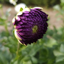Load image into Gallery viewer, Lyn's Concord Dahlia Tuber - LNCC