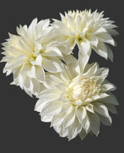 Load image into Gallery viewer, Ash Hilly Dahlia Tuber - ASHH