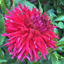 Load image into Gallery viewer, Allen's Blackbeard Dahlia Tuber - ALBB
