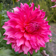 Load image into Gallery viewer, Islander Dahlia Tuber - ISL