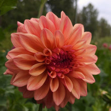 Load image into Gallery viewer, Ferncliff Copper Dahlia Tuber - FCOP (5 Pack)